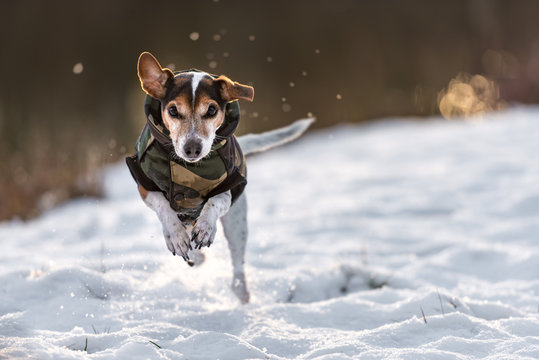 small dog runs over a meadow in the snow in winter and wears a warm coat - Cute Jack Russell Terrier hound, 11 years old, hair type smoot