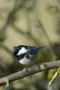Tannenmeise (Periparus ater) - Coal tit 