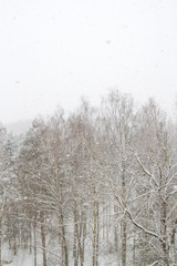 View of the winter forest falls when the large fluffy snow