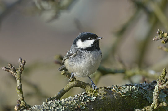 Tannenmeise (Periparus ater) - Coal tit 