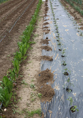 cultivation of many onions plants on the farm