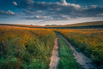 Fototapeta na wymiar Fields, forests and roads in autumn