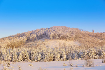 trees in snow in winter against the background of blue sky at sunset