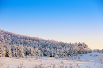 trees in snow in winter against the background of blue sky at sunset