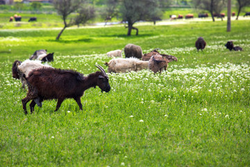 The goat is grazed on a grass.
