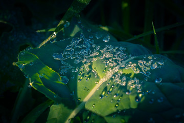 Autumn nature in dew and frost