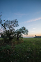 Summer meadow at Morava river in sunrise, Slovakia forest, Europe