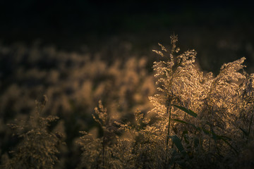Fototapeta premium Early autumn nature