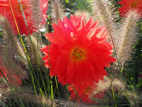  Rote Dahlie umgeben von sch&ouml;nen Halmen.....