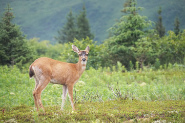 Deer in the wild with forest in background