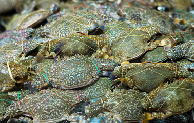 Fresh Blue Swimmer Crab in the Market