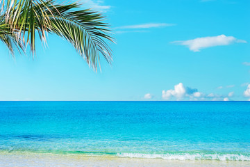 Fototapeta na wymiar Palm tree over the beach