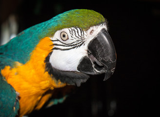 Blue and Gold Macaw Posing for a Portrait