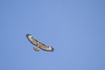 Buzzard in a beautiful blue sky