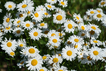 Fototapeta premium A closeup of white daisies blooming in a field.