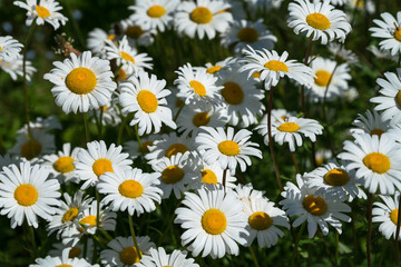 A closeup of white daisies blooming in a field.