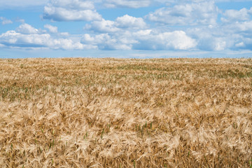Naklejka premium Cereal fields on a sunny day. Woods can be seen in the distance