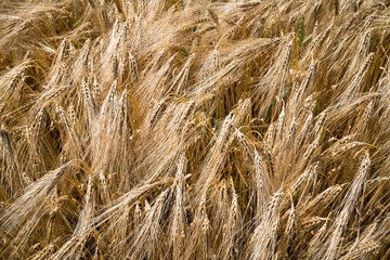 Closeup of cereal in a dense field on a sunny day