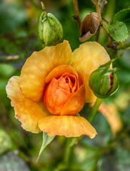 Naklejka premium Yellow Rose