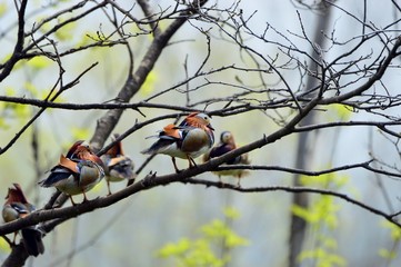  mandarin ducks