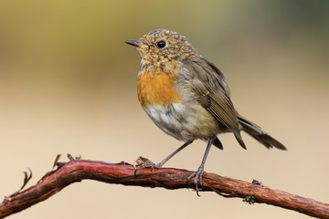 Juvenile European Robin (Erithacus rubecula) perching at tree branch. Spain