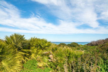 Fototapeta na wymiar Plants by the shore in Fiume Santo