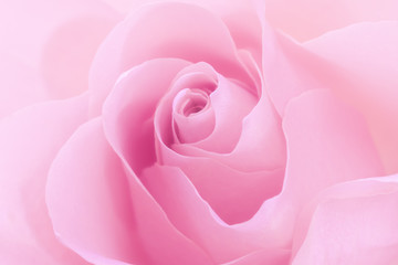 Fototapeta na wymiar Pink rose close-up background