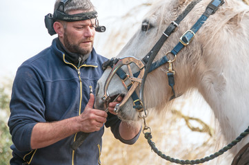 Horse dentist
