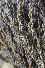 Organic Purple Dry Lavender