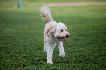 dog walking on green grass and playing in the dog park