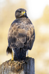 Common buzzard (Buteo buteo)