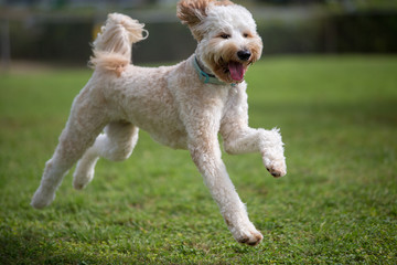 dog playing in the dog park, smiling