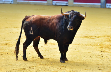 bull