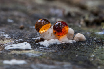 Rhodotus palmatus growing in a trunk