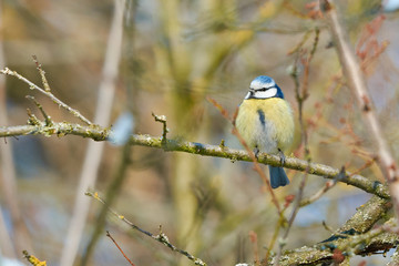 Blue tit