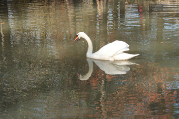 a swan is swimming with a beautiful reflection on a lake 