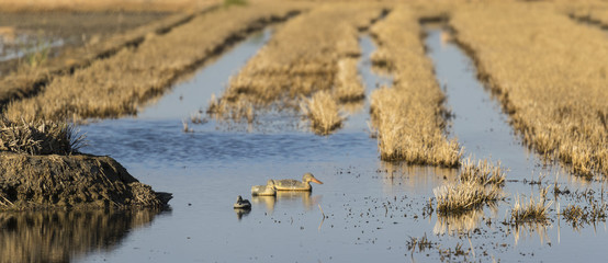 Señuelos de patos de plástico flotando colocados como reclamo para la caza.
