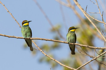 Una pareja de coloridas aves abejarucos (Merops apiaster) posados en una rama con fondo azul