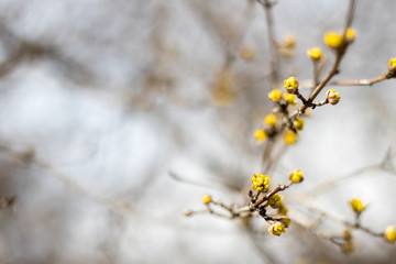 Ast im Frühling
