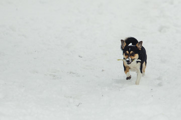 Jack Russell Terrier - dog running in the snow . Black, red, white dog.