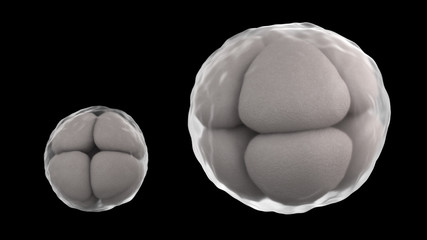 3D CG rendered image of cleavage of egg 8 cell stage