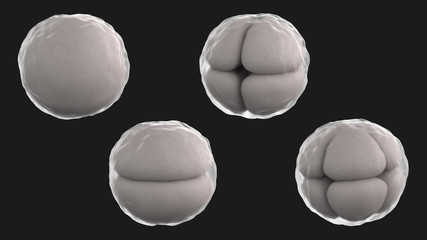 3D CG rendered image of cleavage of egg multiple stages
