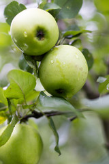 Äpfel auf einem Ast