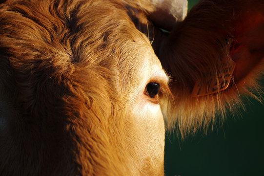le regard d'une vache limousine, 