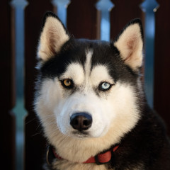 Siberian Husky dog with a blue and brown eye.
