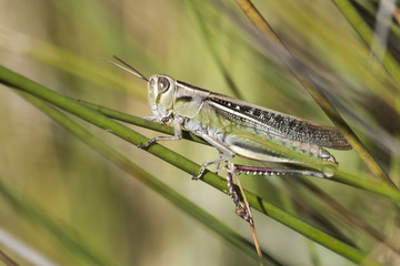 Saltamontes en primer plano posado en una rama