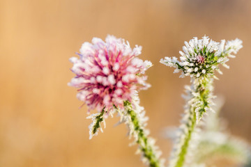 Flowers of burdock covered with the first frost.