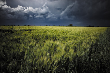 Campo di grano e cielo temporalesco