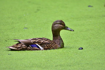 The Mallard (Anas platyrhynchos) floating on pond covered by duckweed