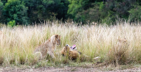 Father Lion and Curious Cub